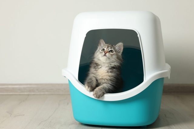 Kitten in covered litter box