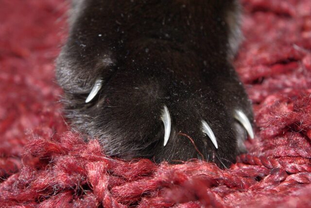 how to trim cat's nails