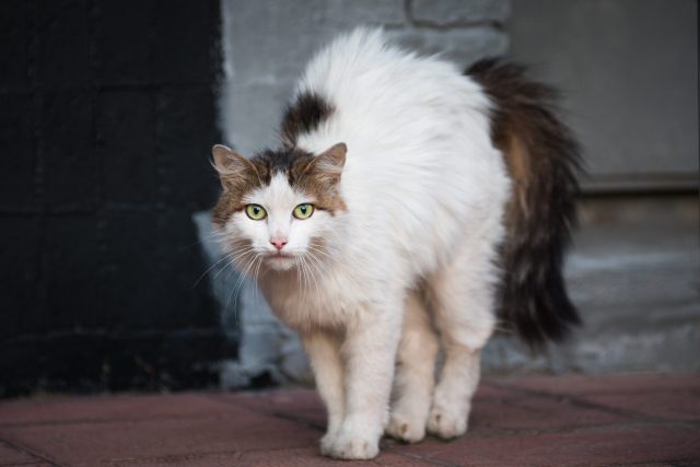 stressed cat