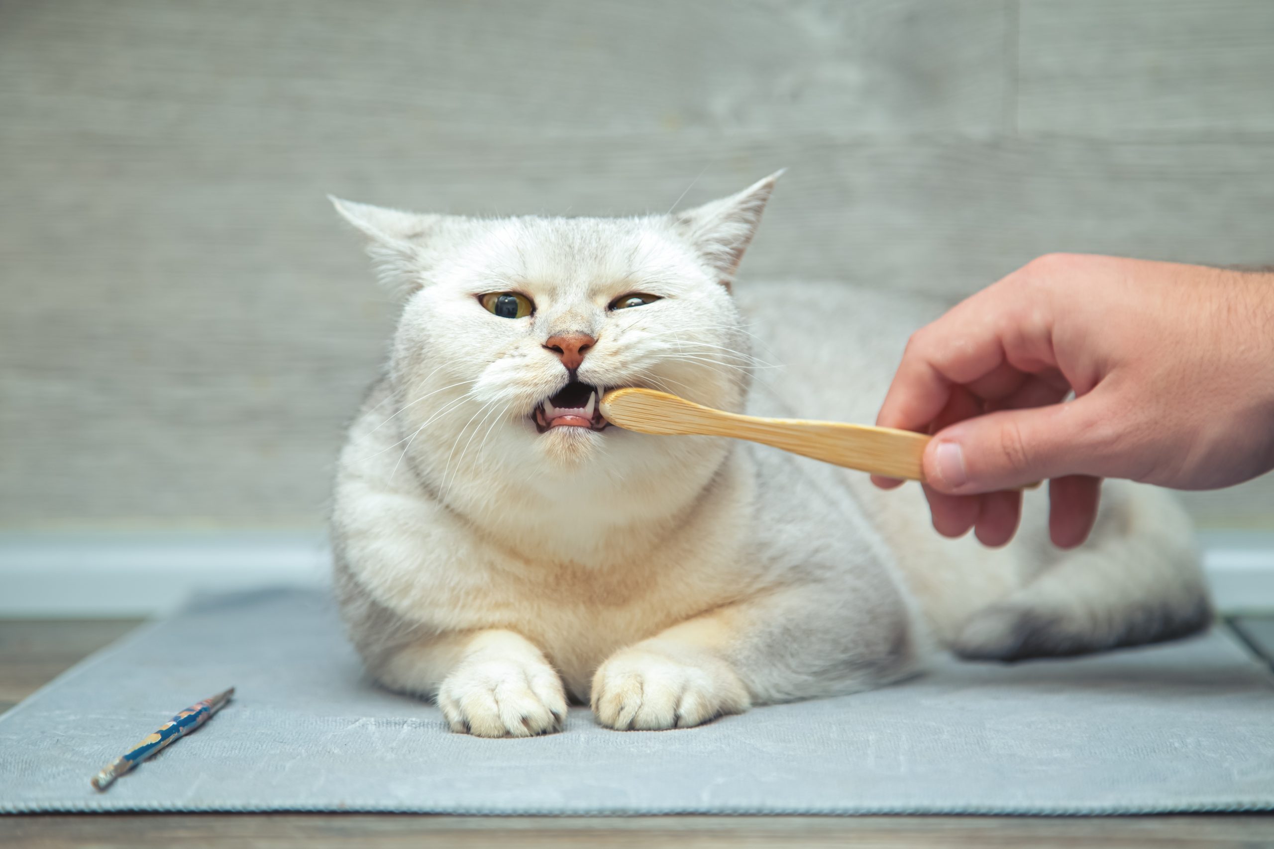 cat dental health