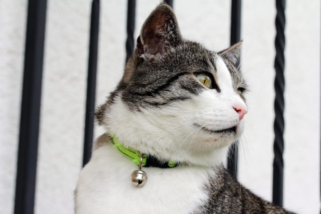 breakaway cat collar