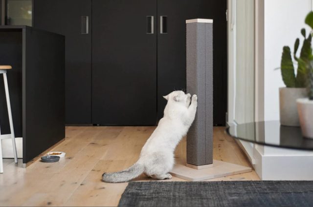 cat scratching post