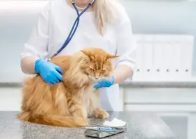 Cat Health Products